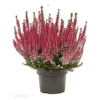 اریکا