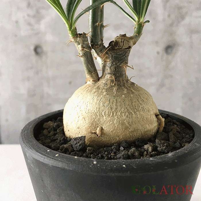 پاچی پودیوم