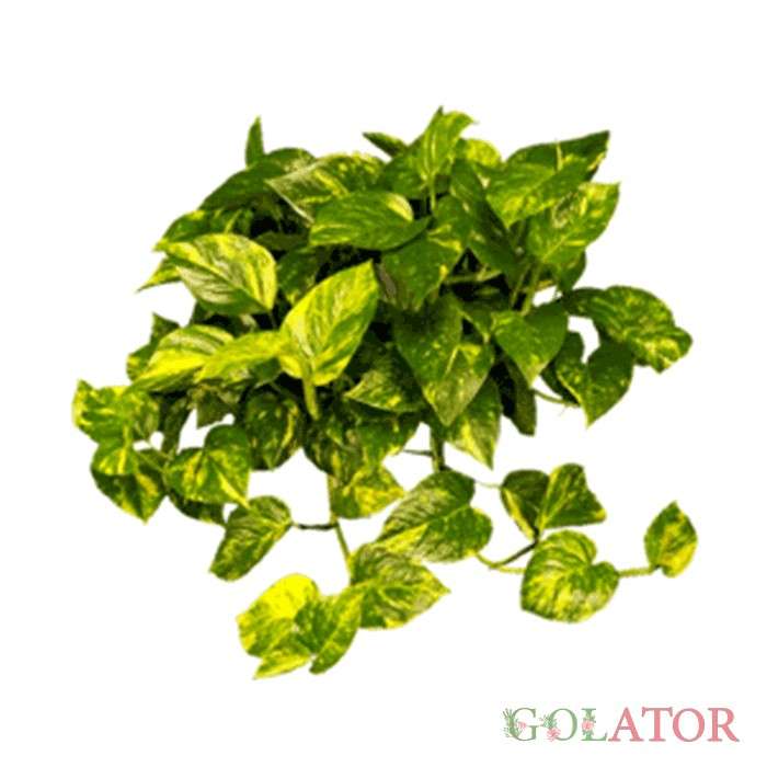 پوتوس ابلق (پتوس)