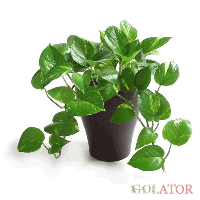 پوتوس ابلق (پتوس)