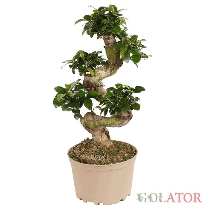 بونسای (بنسای)