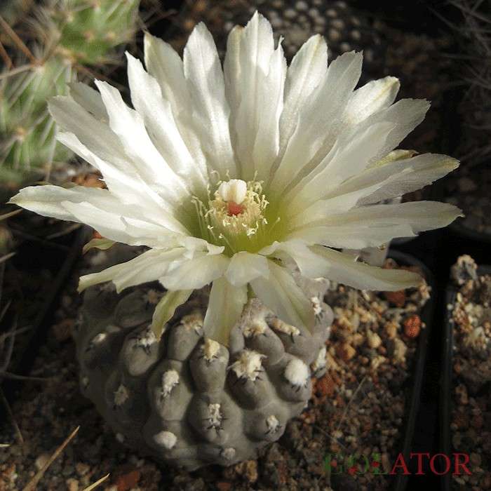 نئوپورتریا