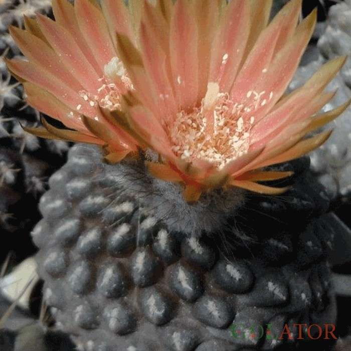 نئوپورتریا