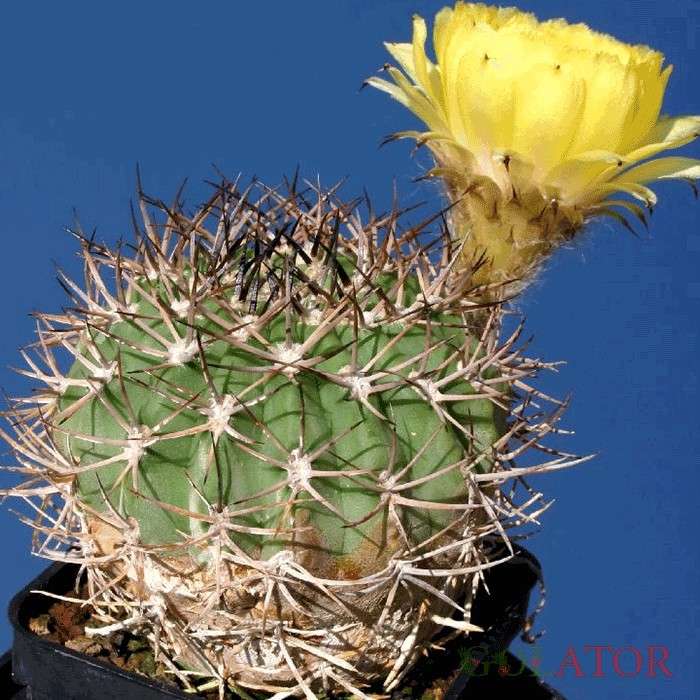 اکانتوکالی سیوم