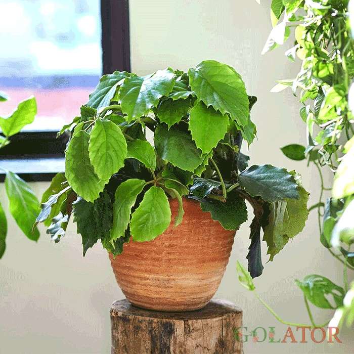 تتراستیگما