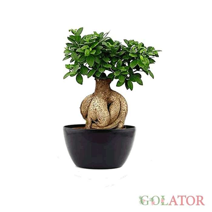 بونسای (بنسای)