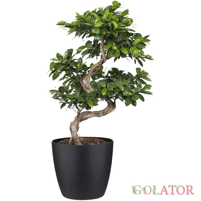 بونسای (بنسای)