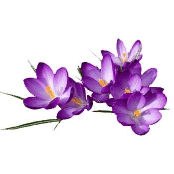 زعفران زینتی 