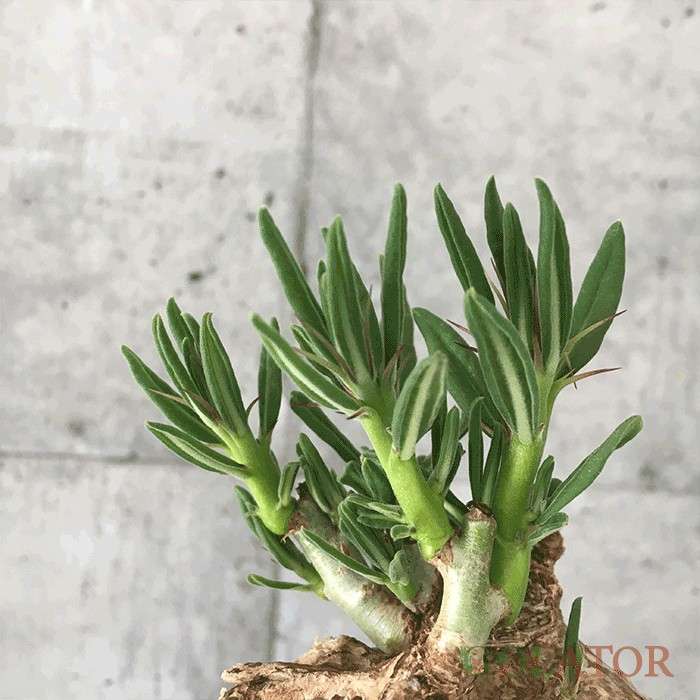 پاچی پودیوم