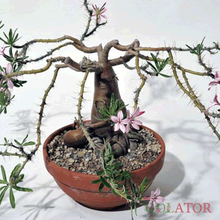 پاچی پودیوم