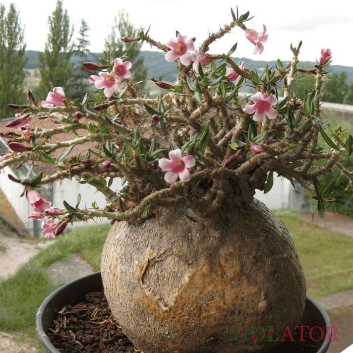 پاچی پودیوم