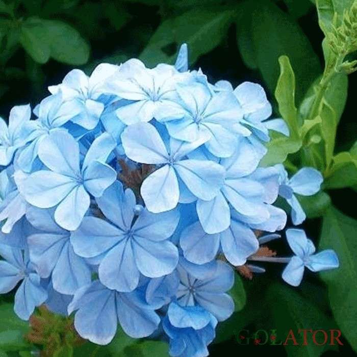 یاس آبی