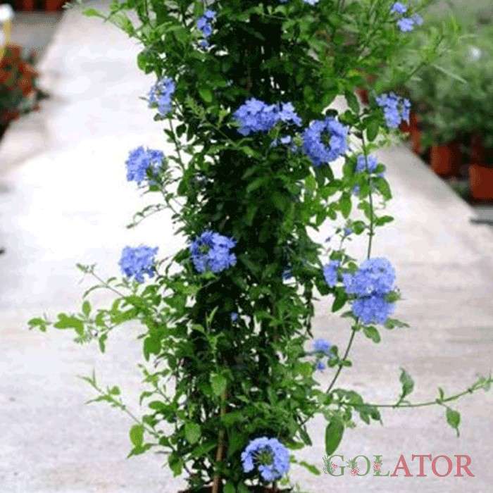 یاس آبی