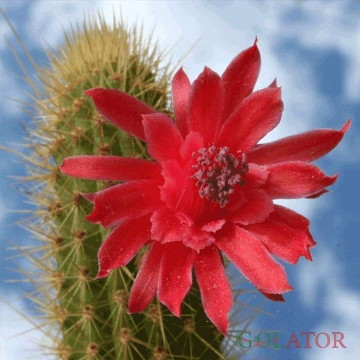 برزی کاکتوس