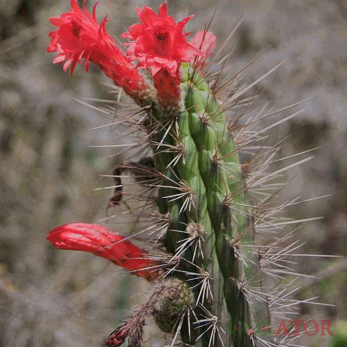 برزی کاکتوس