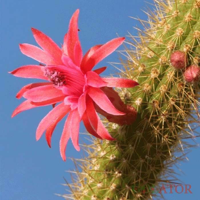 برزی کاکتوس