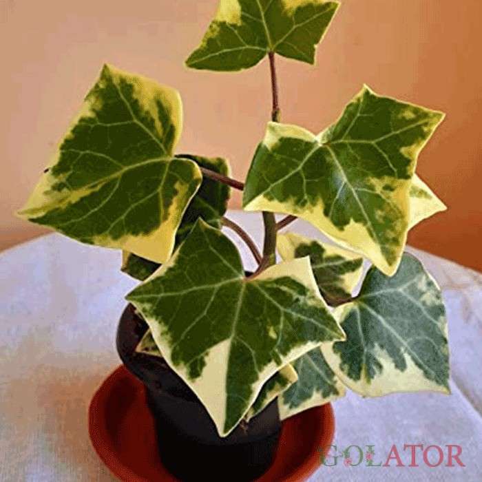 پاپیتال ابلق 