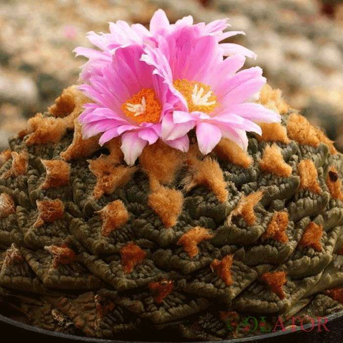 آریوکارپوس