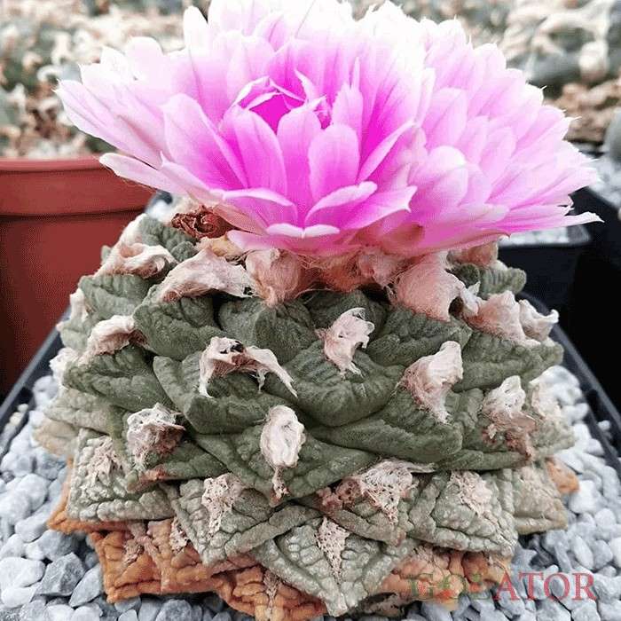 آریوکارپوس