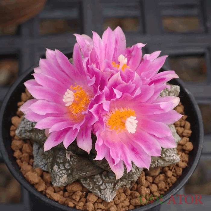 آریوکارپوس