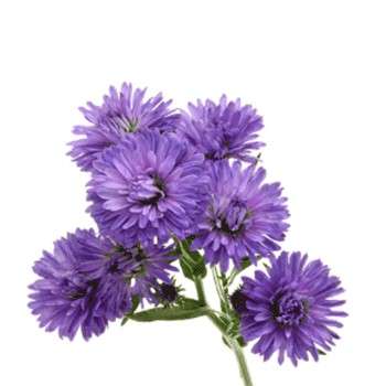کالیستفوس