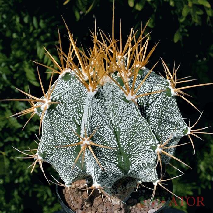 آستروفتیوم