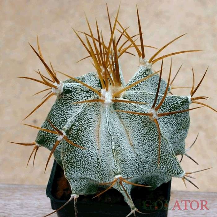 آستروفتیوم