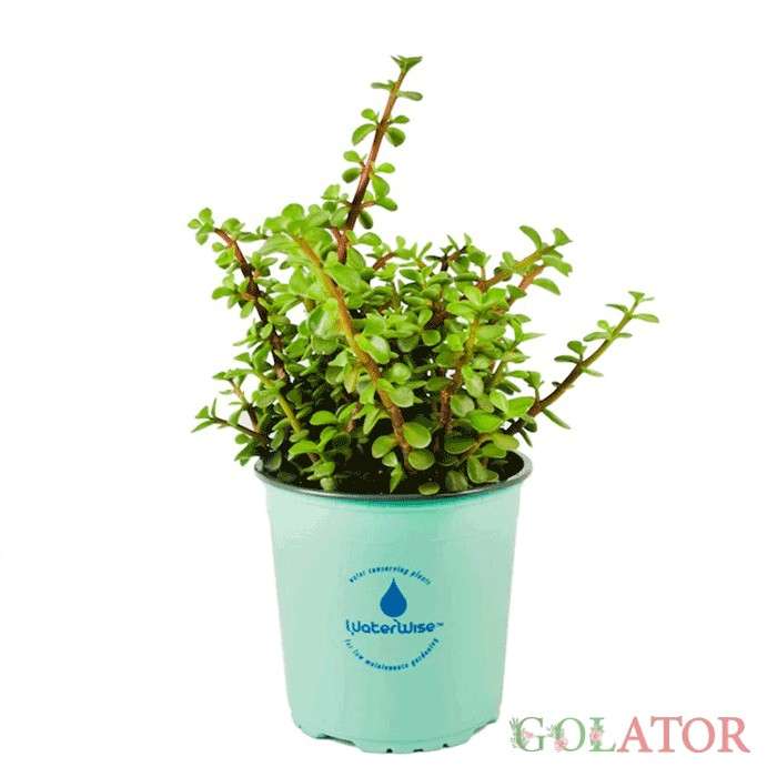 پورتو لاکاریا 