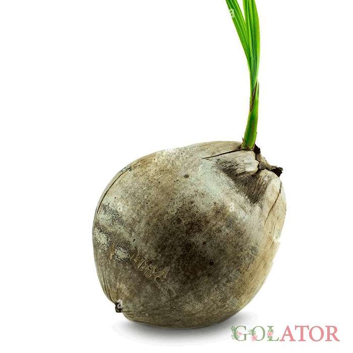 نارگیل