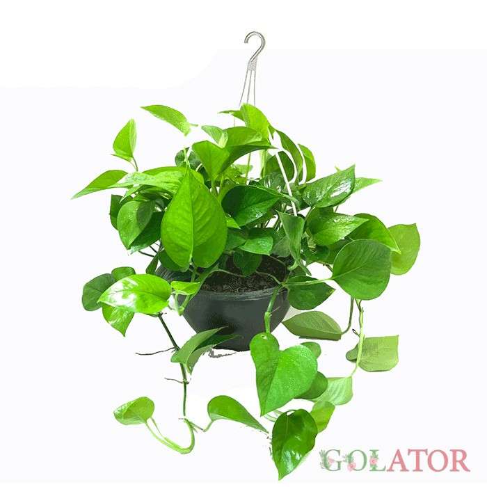 پوتوس ابلق (پتوس)