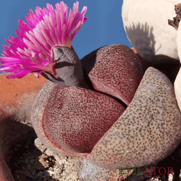 پلیوس پلیوس