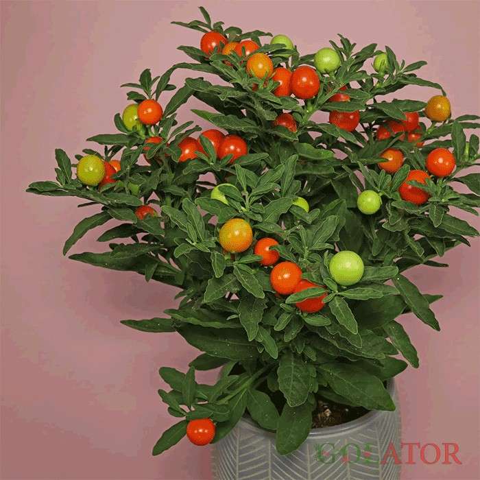 گیلاس زینتی 