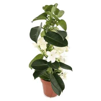 استفانوپسیس