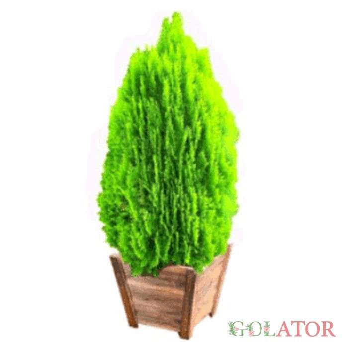 کامیس پاریس