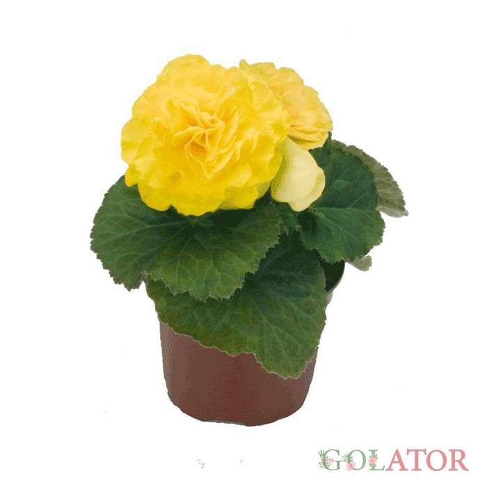 بگونیا تکمه ای 