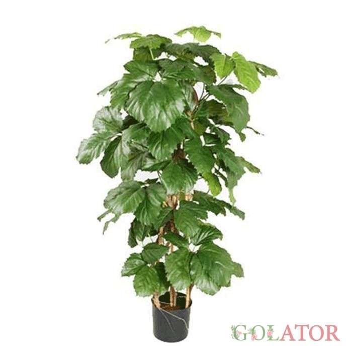 تتراستیگما