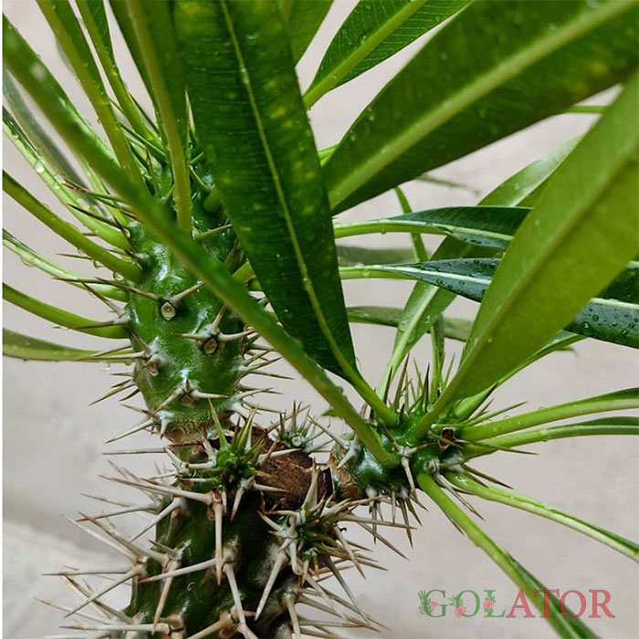 نخل ماداگاسکار 