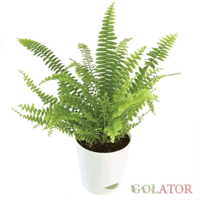 سرخس برگ شمشیری 