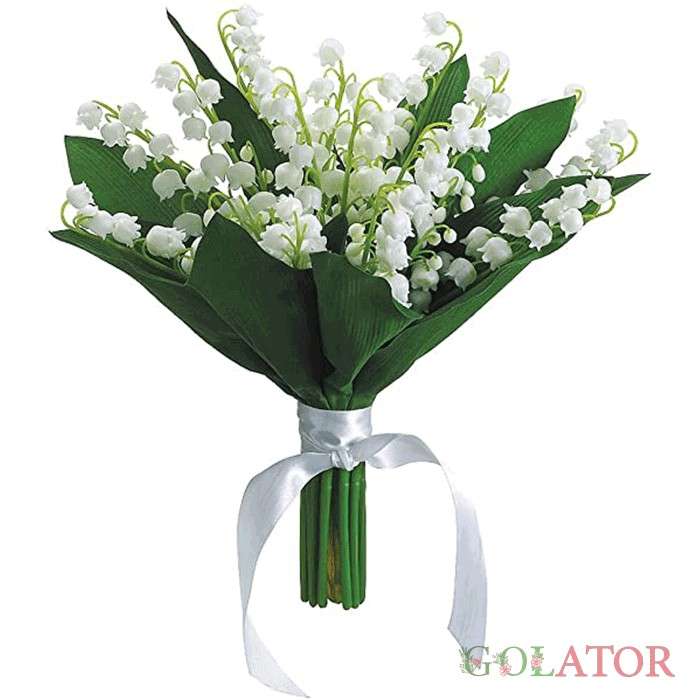 کونوالاریا ( گل برف )