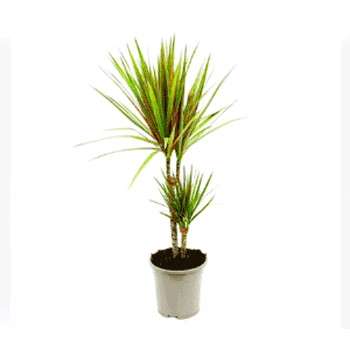 دراسنا پرچمی 