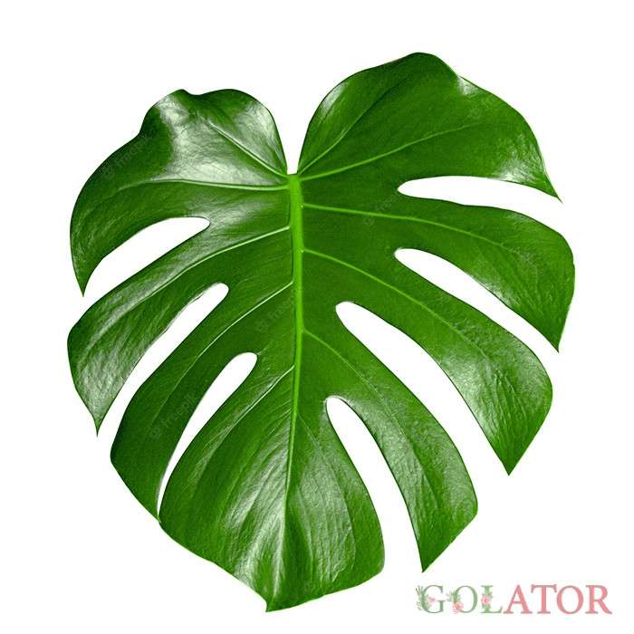 برگ انجیری مونسترا 