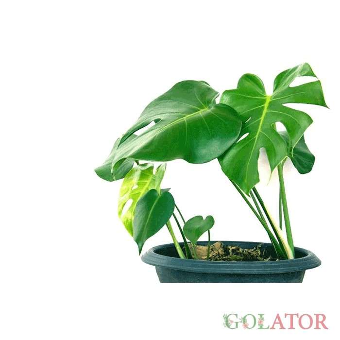 برگ انجیری مونسترا 