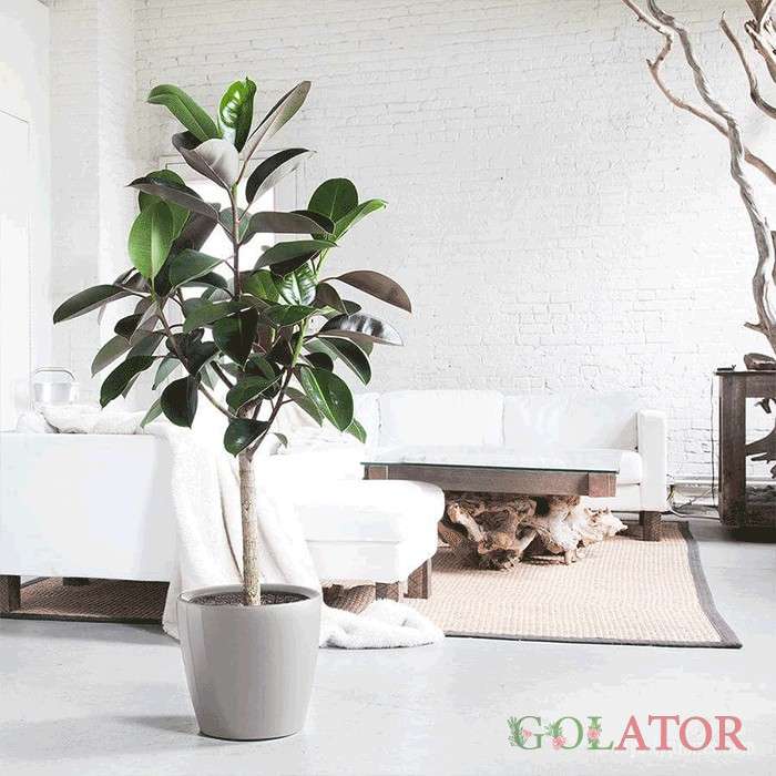 فیکوس چرمی (آلاستیکا )