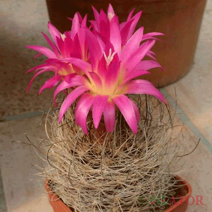 نئوپورتریا