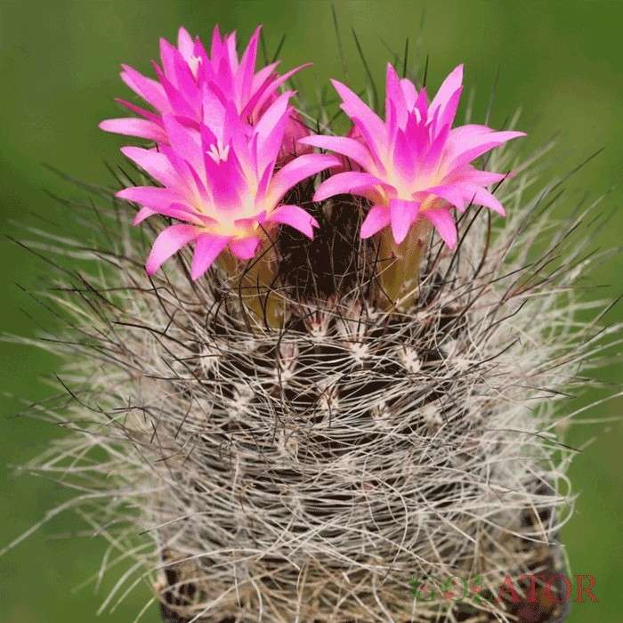 نئوپورتریا