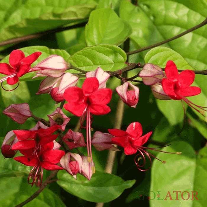 کلرودندروم