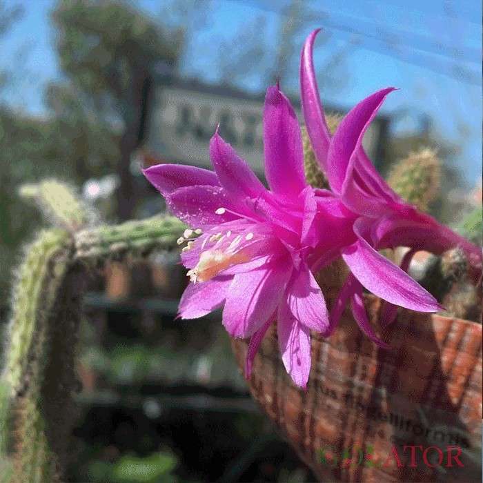 آپورو کاکتوس