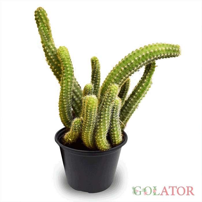 آپورو کاکتوس