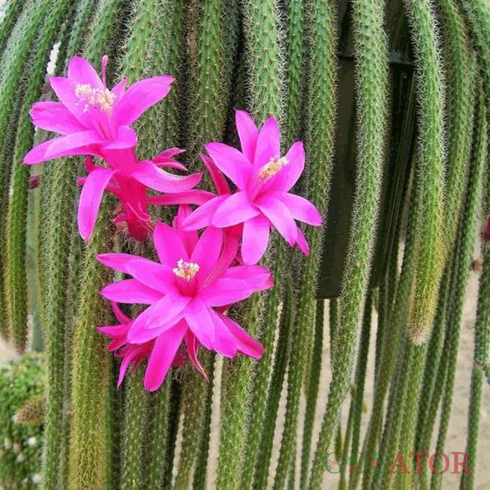 آپورو کاکتوس