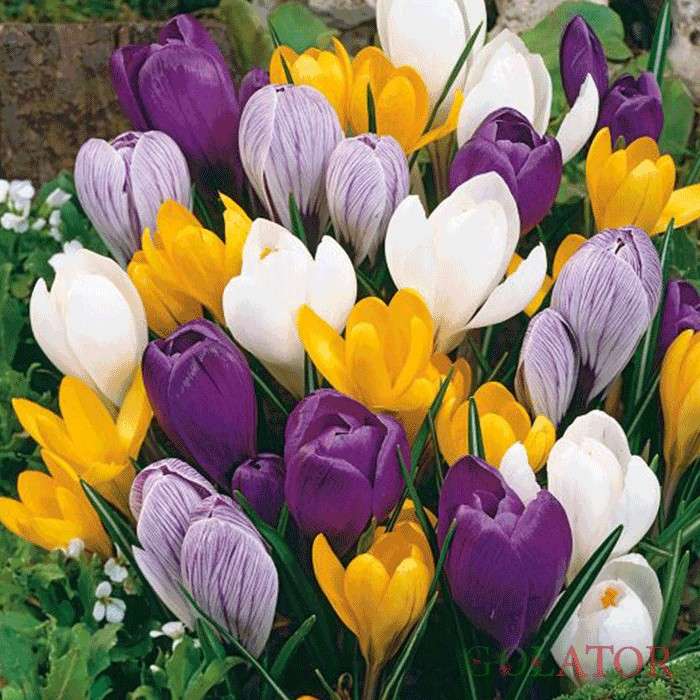 زعفران زینتی 